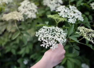 cueillette plantes sauvages