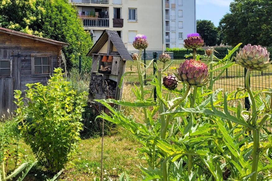 potager Fontenay Vendée